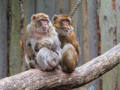 Berberaap - De Zonnegloed - Dierenpark - Dieren opvangcentrum - Sanctuary